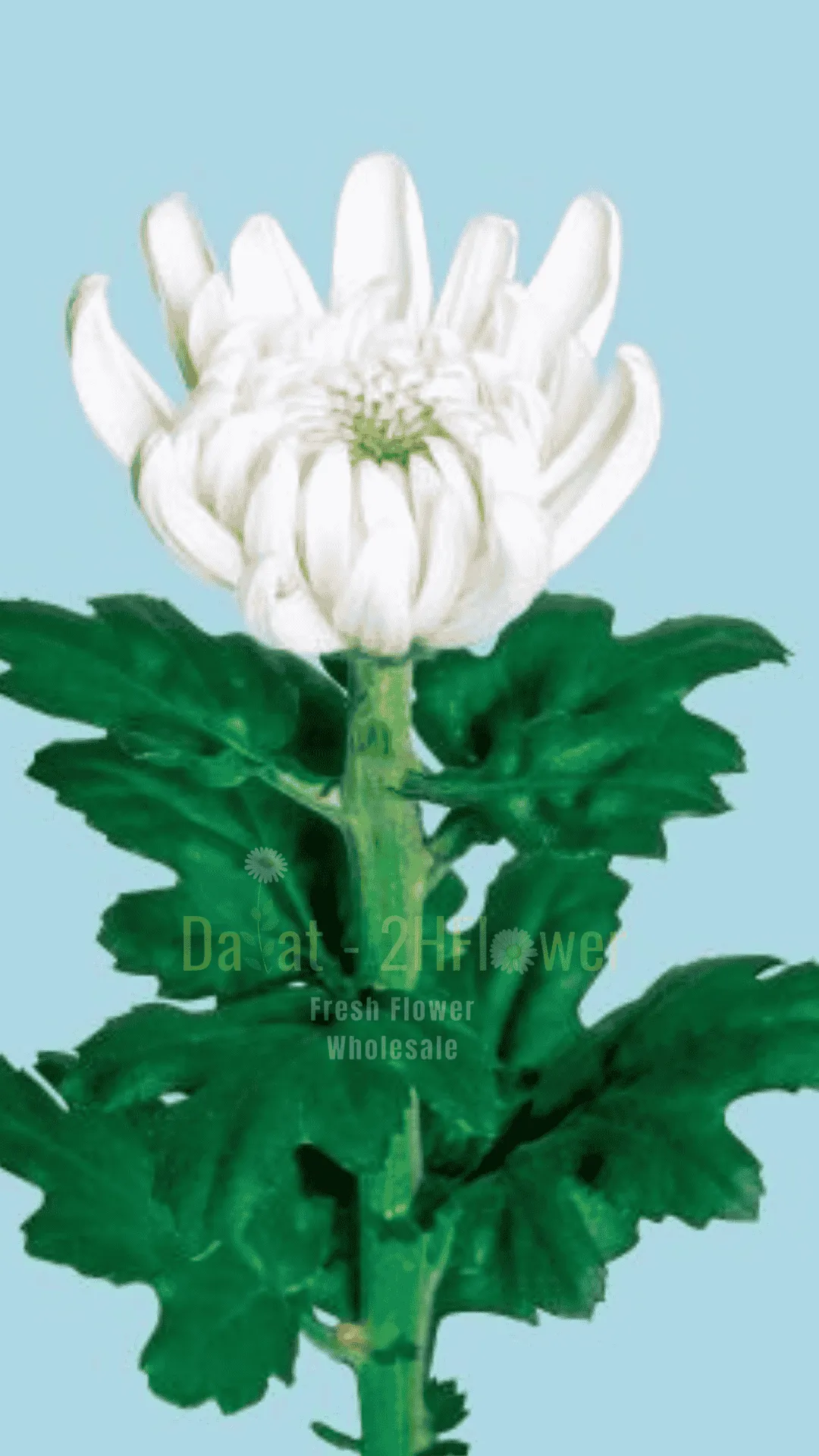 DALAT-2HFLOWER Logo